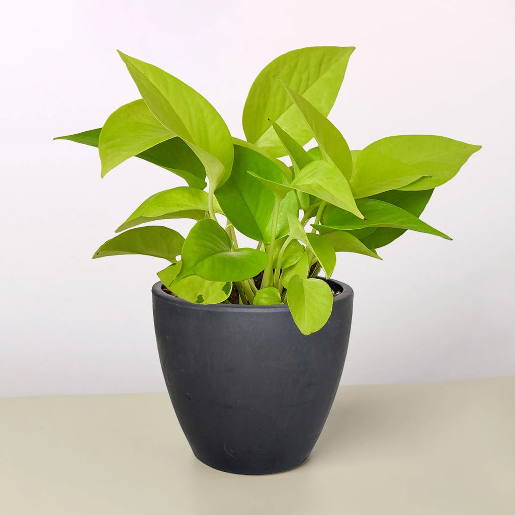 Neon Pothos – Vibrant Trailing Indoor Plant | SunriseDaylas
