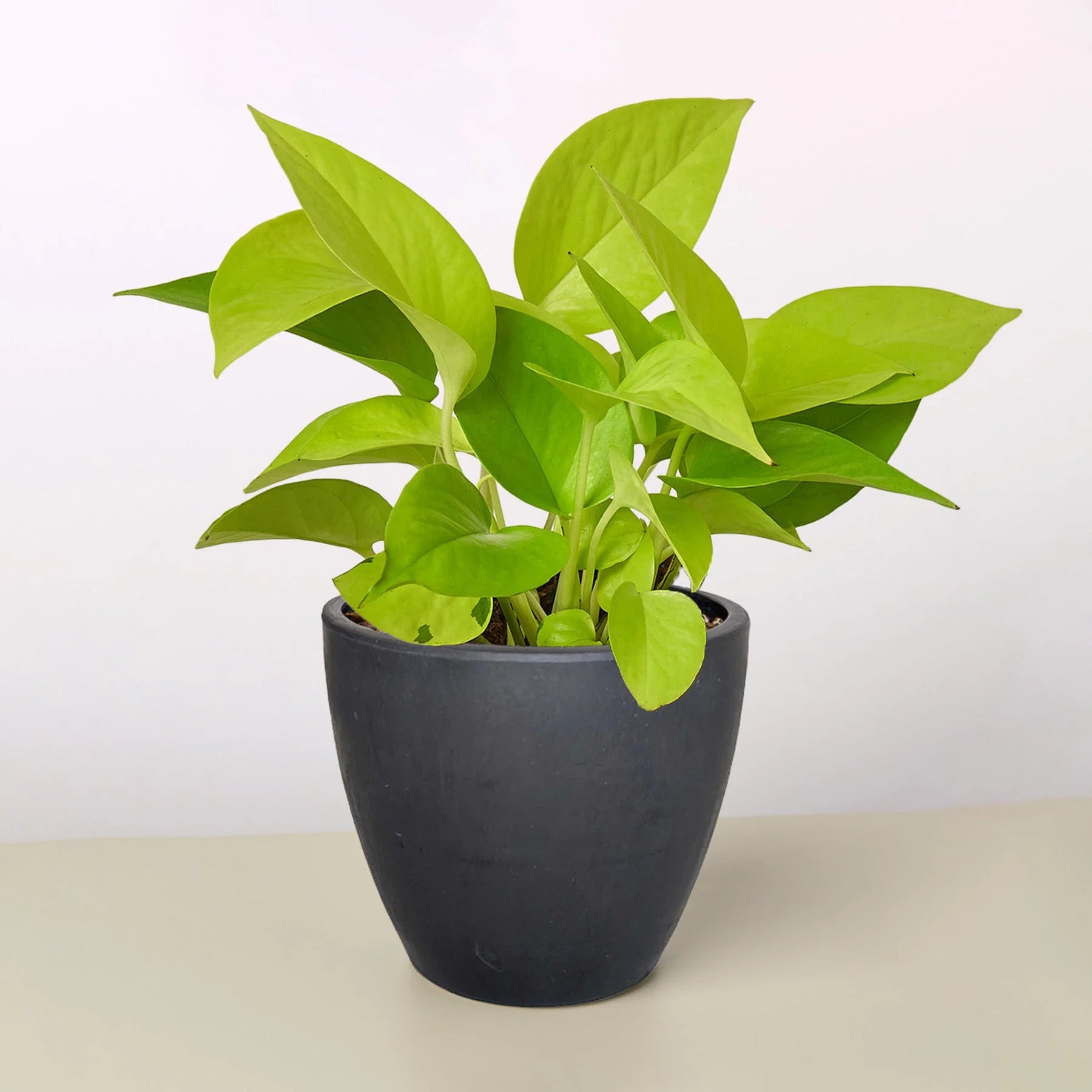 Neon Pothos – Vibrant Trailing Indoor Plant | SunriseDaylas