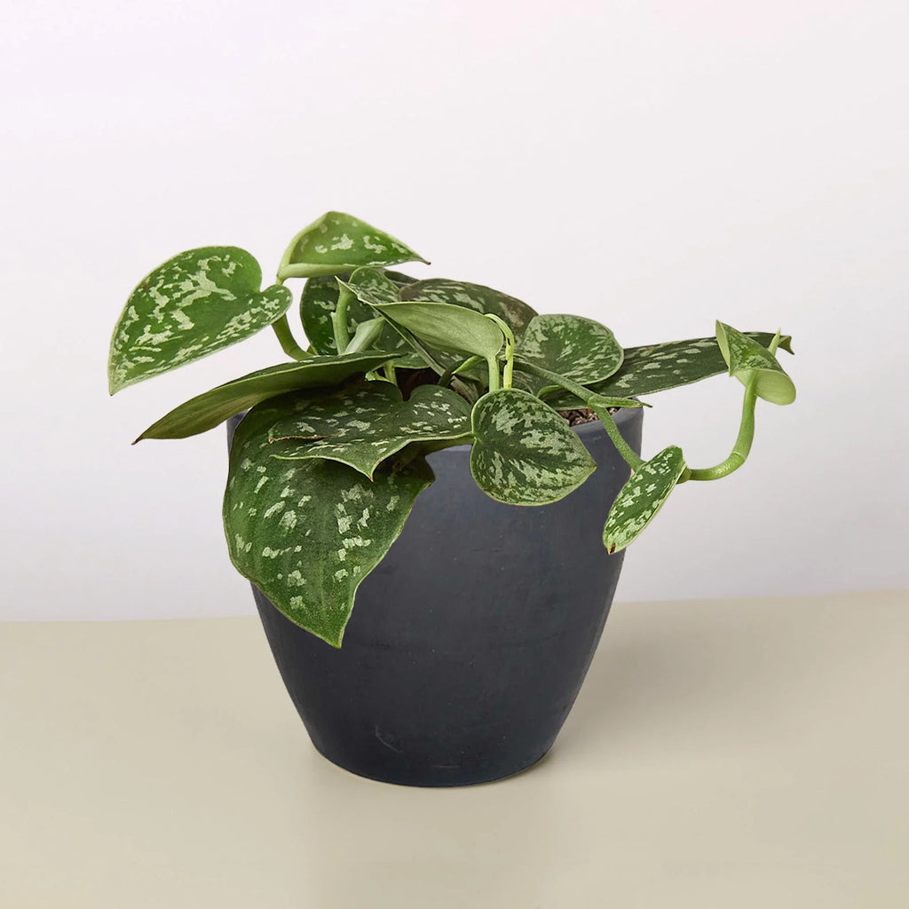 Satin Pothos – Silvery Trailing Indoor Plant | SunriseDaylas