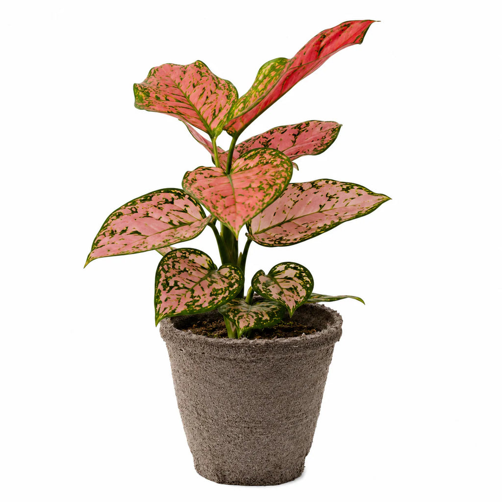 Chinese Evergreen ‘Lady Valentine’ – Pink Variegated Indoor Plant | SunriseDaylas