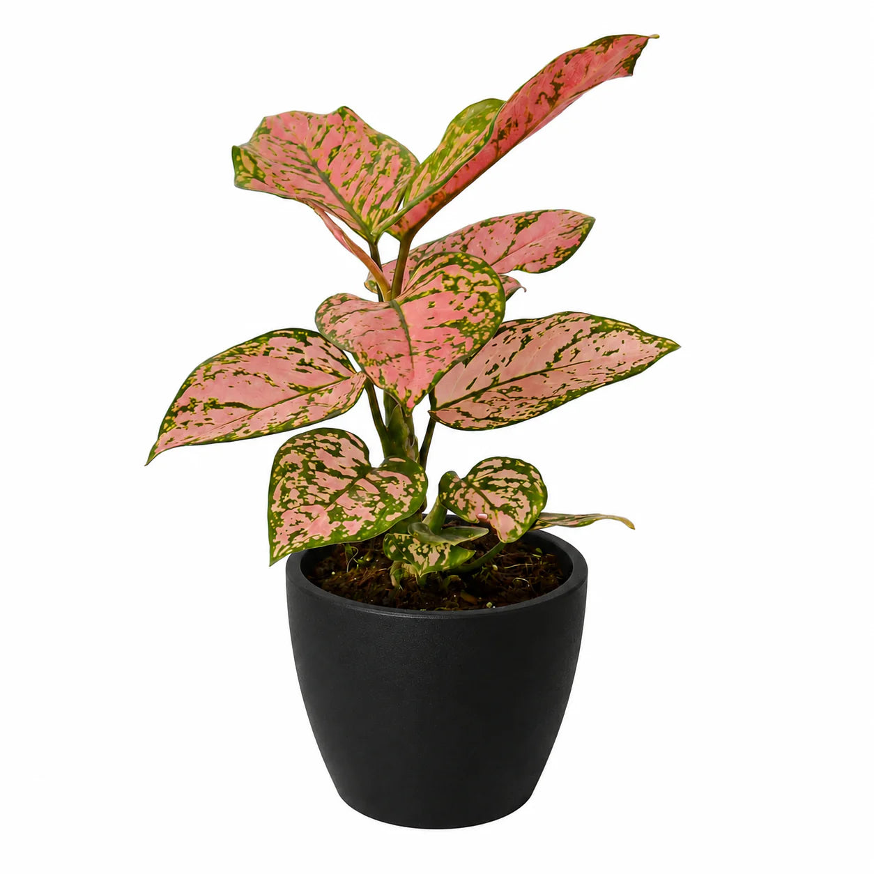 Chinese Evergreen ‘Lady Valentine’ – Pink Variegated Indoor Plant | SunriseDaylas
