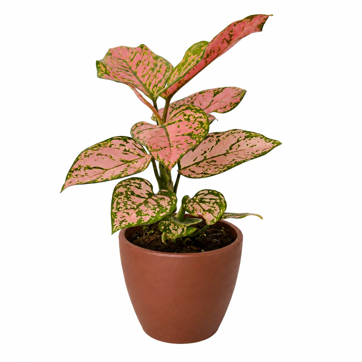 Chinese Evergreen ‘Lady Valentine’ – Pink Variegated Indoor Plant | SunriseDaylas
