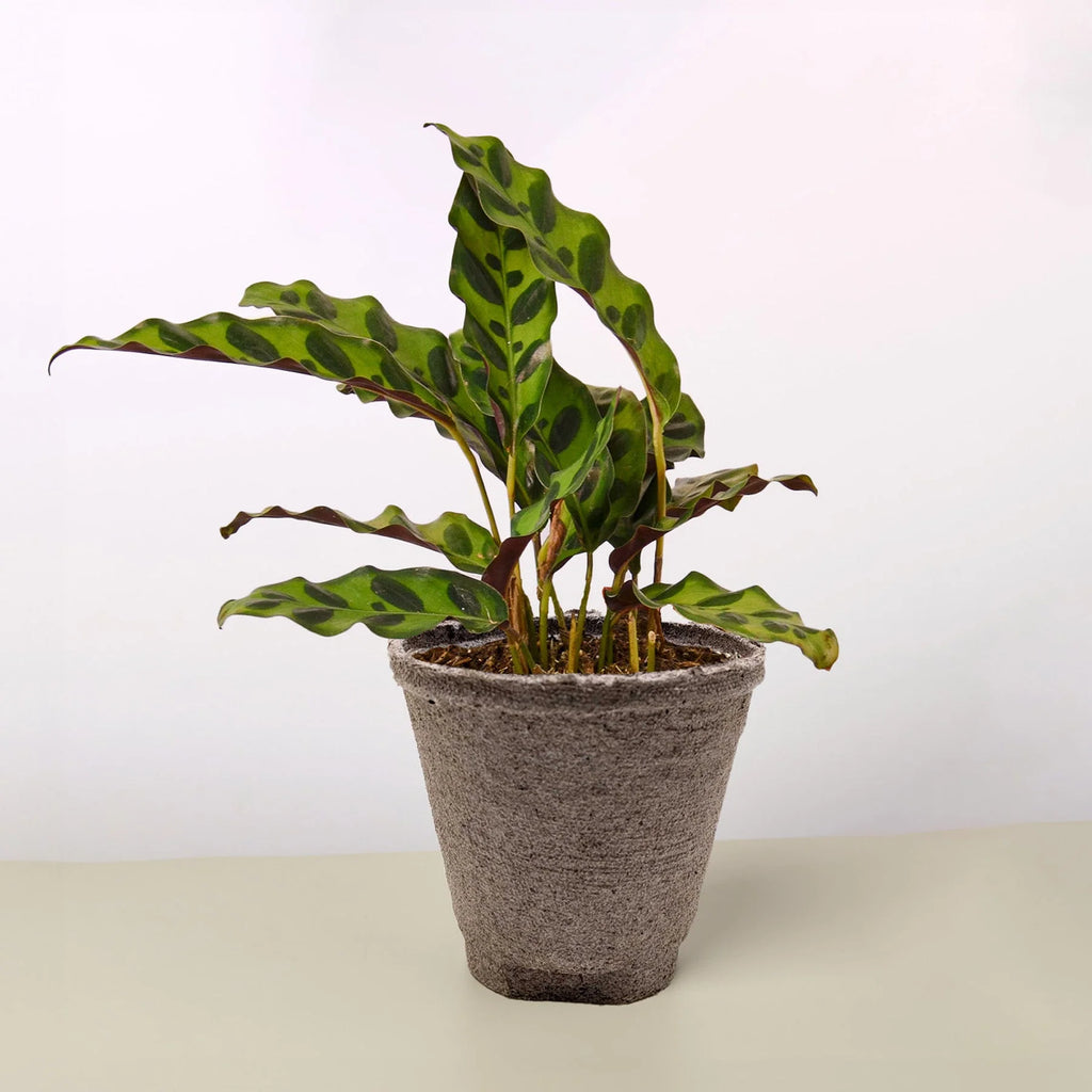 Calathea Rattlesnake Live Indoor Plant