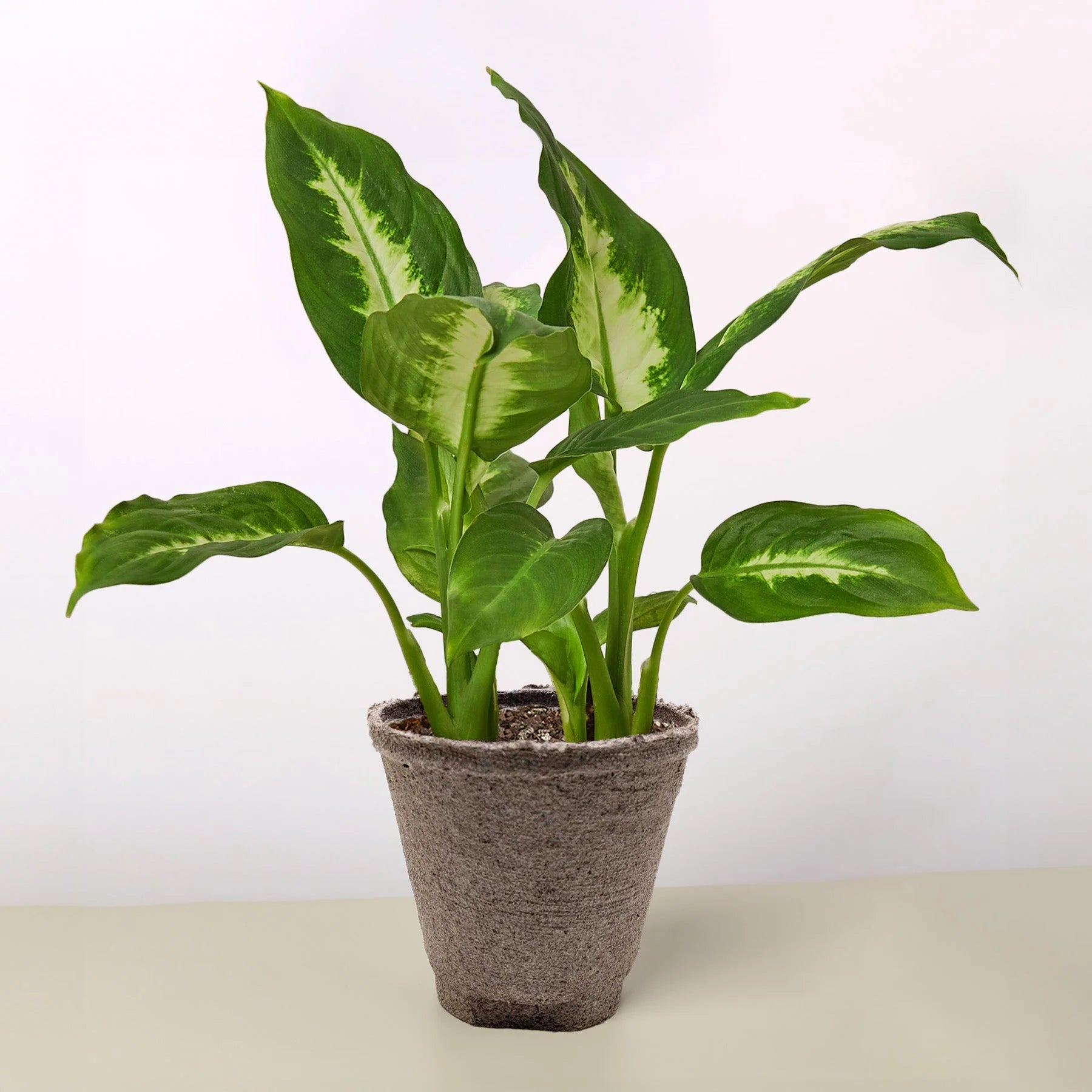 Dieffenbachia ‘Camille’ – Creamy Tropical Foliage Plant | SunriseDaylas