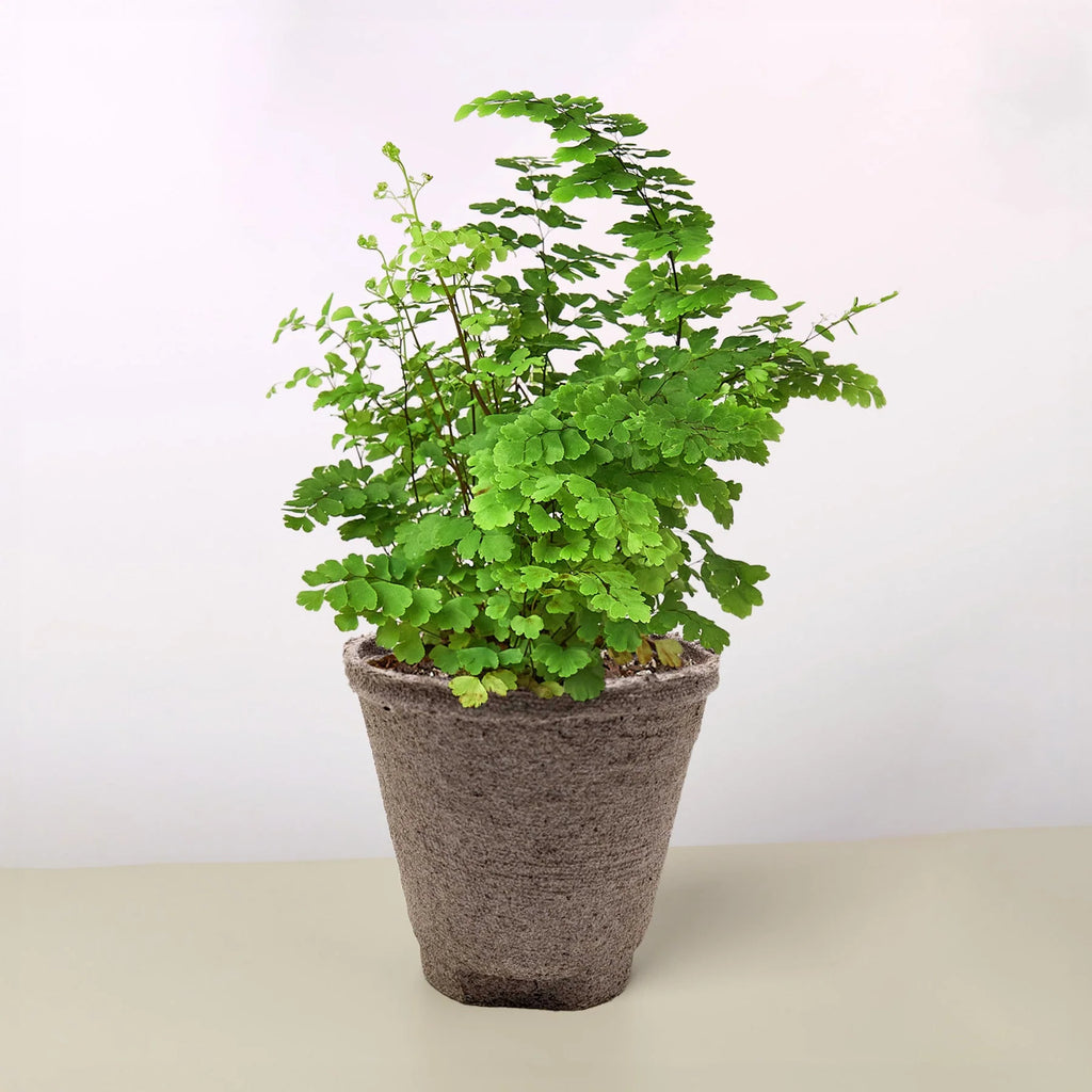 Maidenhair Fern Delicate Live Indoor Plant | SunriseDaylas