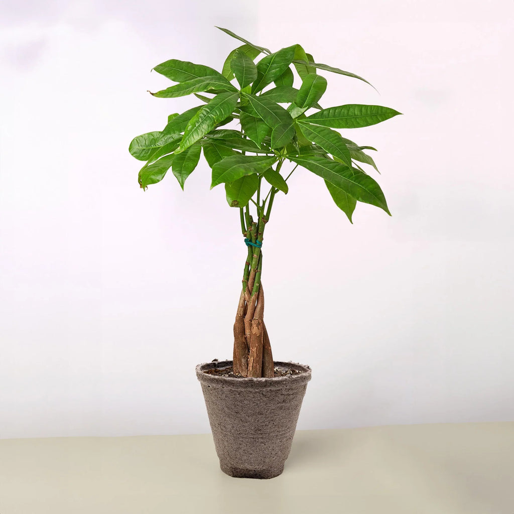 Money Tree Pachira Braid Live Indoor Plant | SunriseDaylas