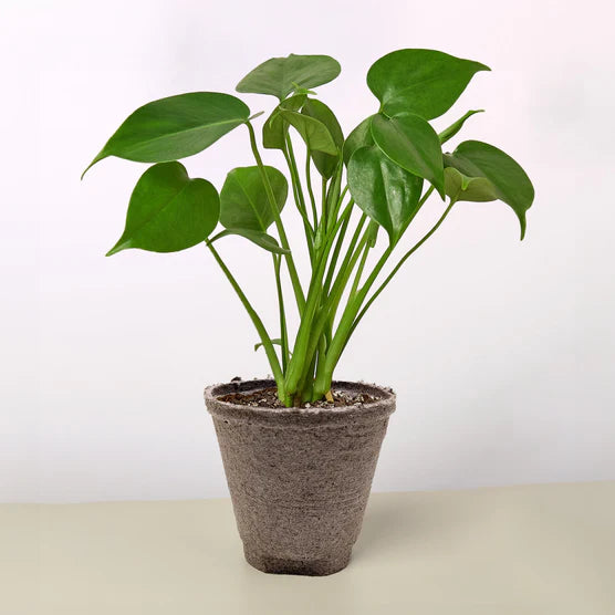 Swiss Cheese Plant – Tropical Statement Plant | SunriseDaylas