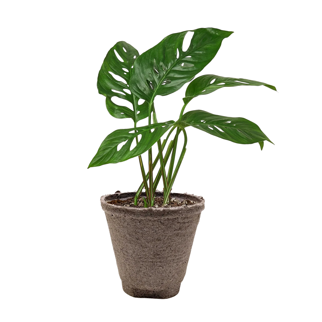 Monstera Adansonii – Swiss Cheese Vine Plant | SunriseDaylas