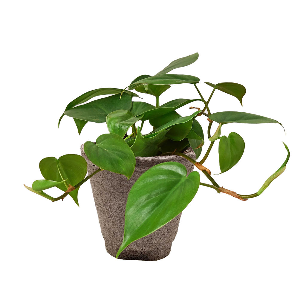Philodendron Cordatum – Heartleaf Vining Live Plant | SunriseDaylas