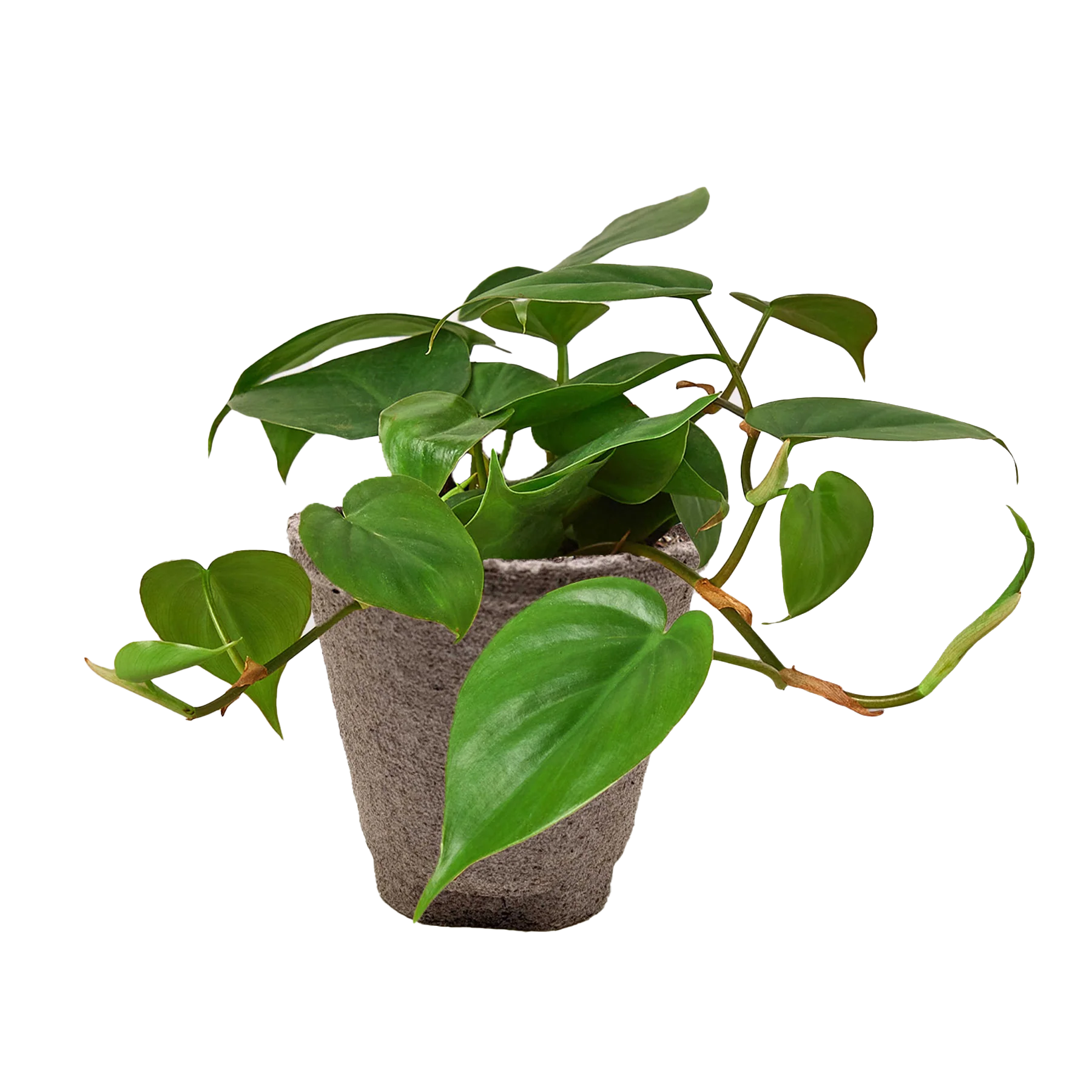 Philodendron Cordatum – Heartleaf Vining Live Plant | SunriseDaylas