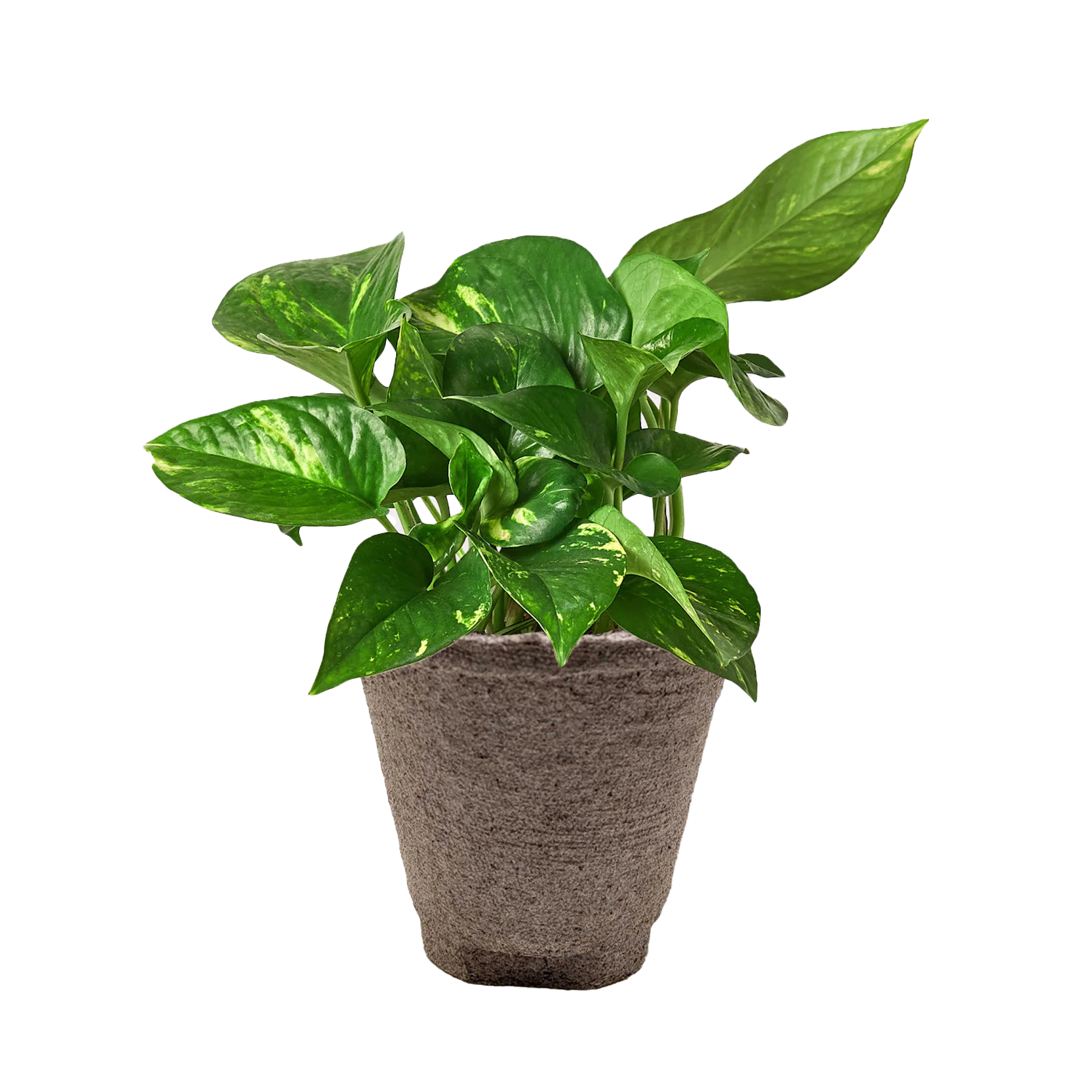 Golden Pothos – Easy Care Trailing Live Plant | SunriseDaylas