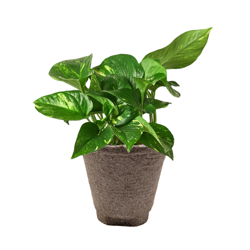 Golden Pothos – Easy Care Trailing Live Plant | SunriseDaylas