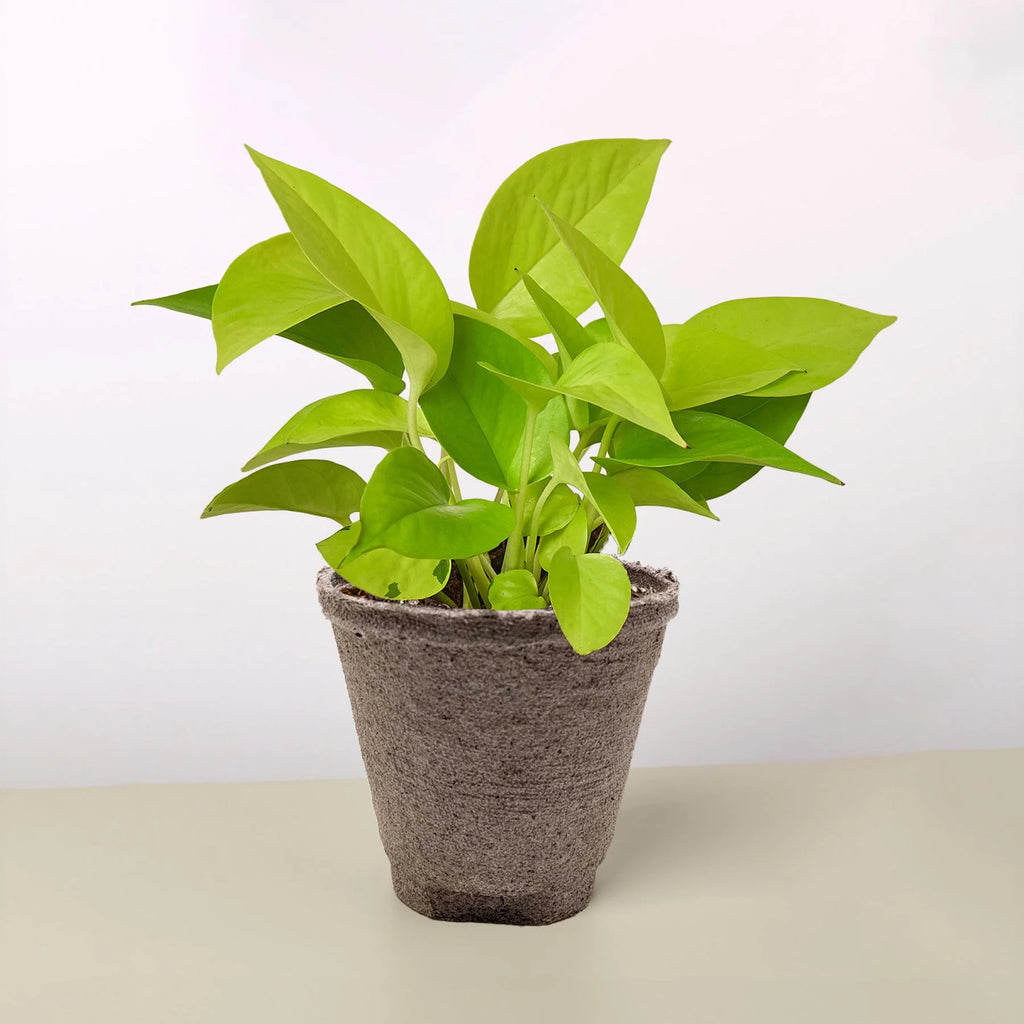 Neon Pothos – Vibrant Trailing Indoor Plant | SunriseDaylas