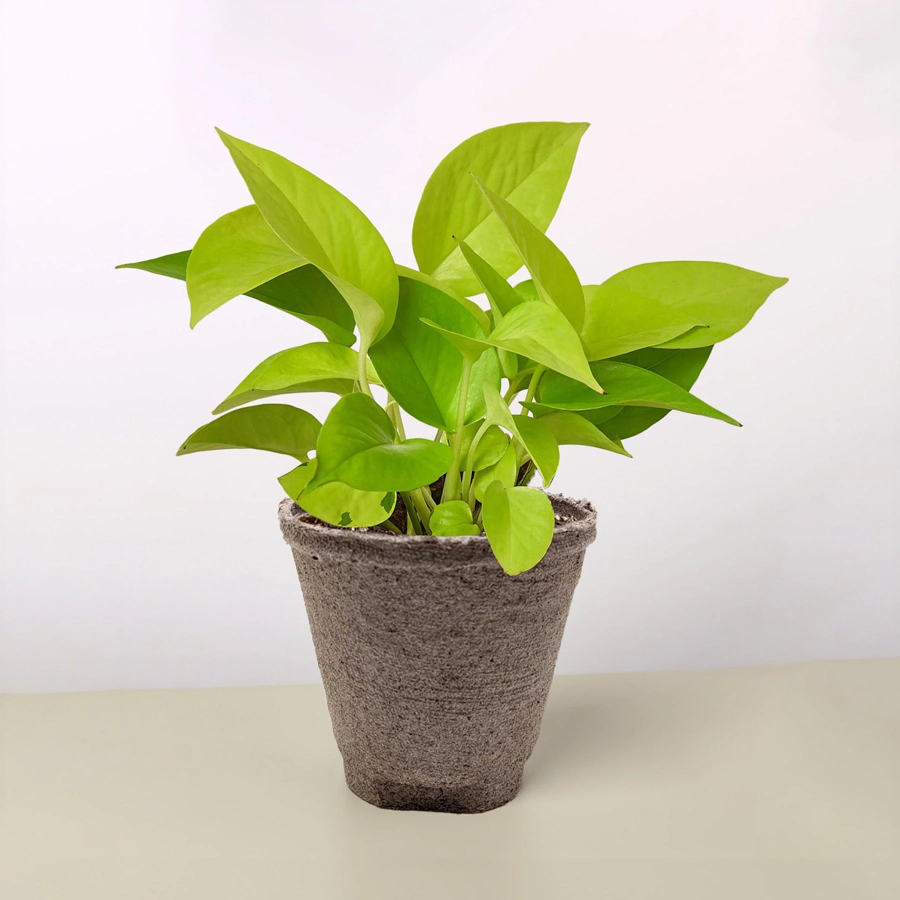 Neon Pothos – Vibrant Trailing Indoor Plant | SunriseDaylas