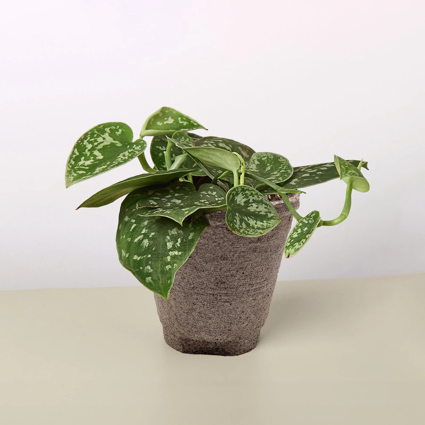 Satin Pothos – Silvery Trailing Indoor Plant | SunriseDaylas