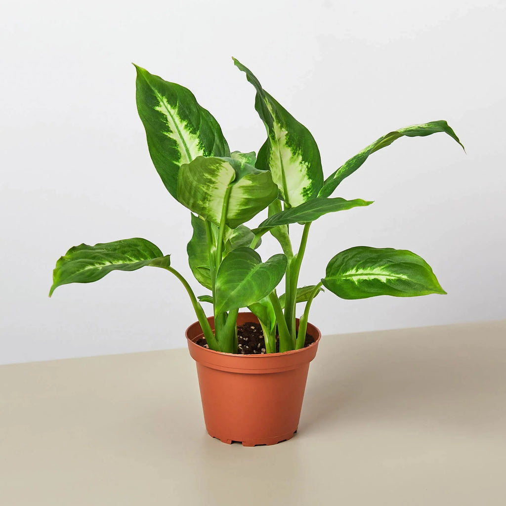 Dieffenbachia ‘Camille’ – Creamy Tropical Foliage Plant | SunriseDaylas