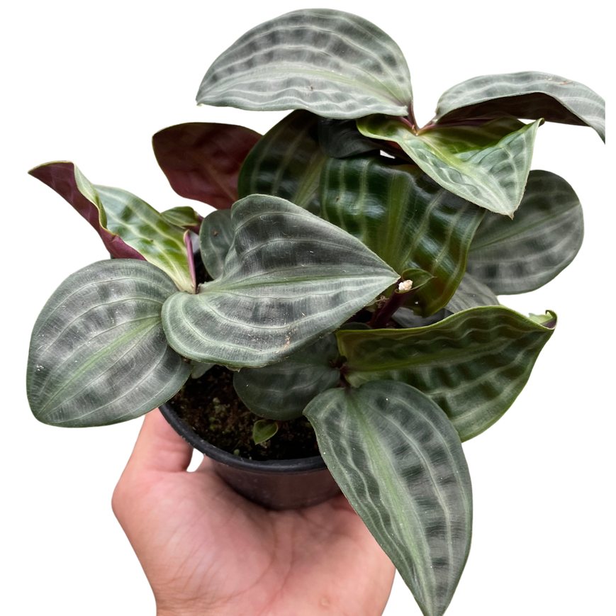 Seersucker Plant – Rare Textured Leaves | SunriseDaylas