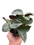Seersucker Plant – Rare Textured Leaves | SunriseDaylas