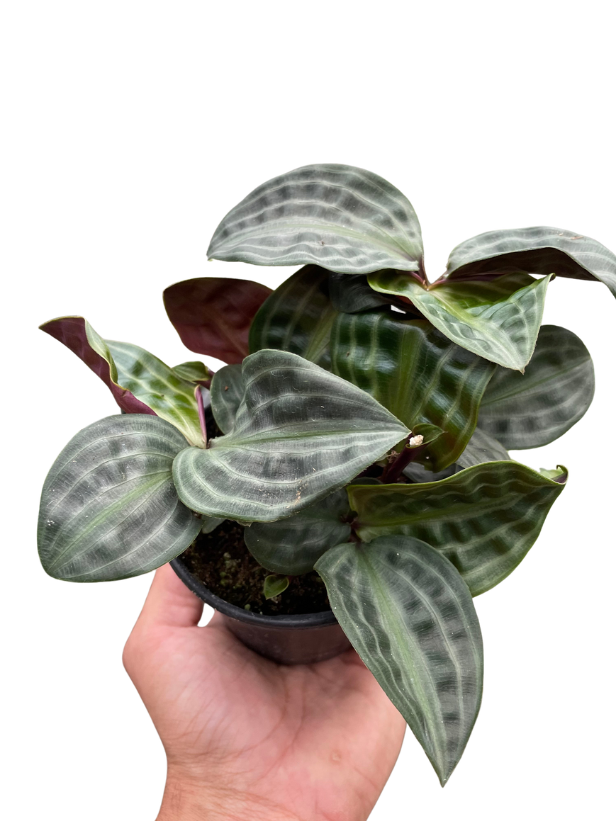 Seersucker Plant – Rare Textured Leaves | SunriseDaylas