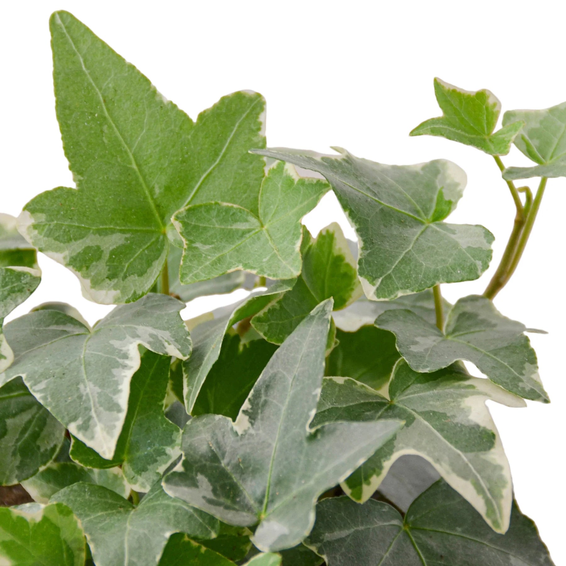 English Ivy ‘Glacier’ – Variegated Indoor Vine | SunriseDaylas