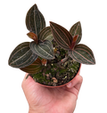 Jewel Orchid – Rare Velvety Foliage Plant | SunriseDaylas