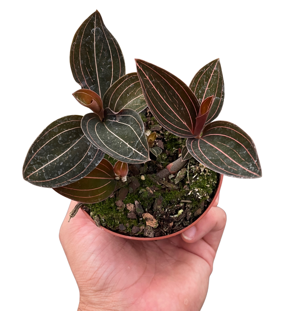 Jewel Orchid – Rare Velvety Foliage Plant | SunriseDaylas