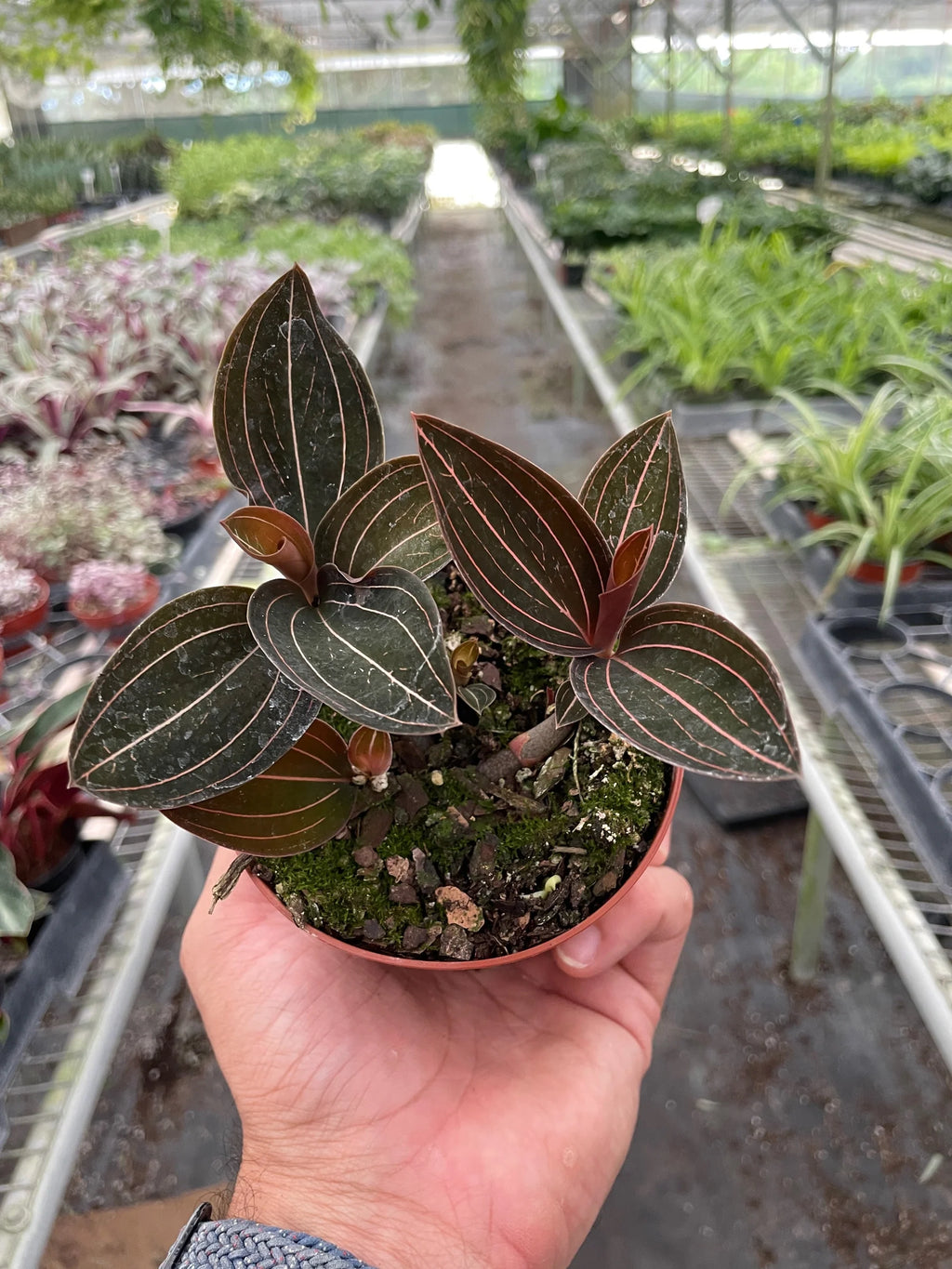 Jewel Orchid – Rare Velvety Foliage Plant | SunriseDaylas