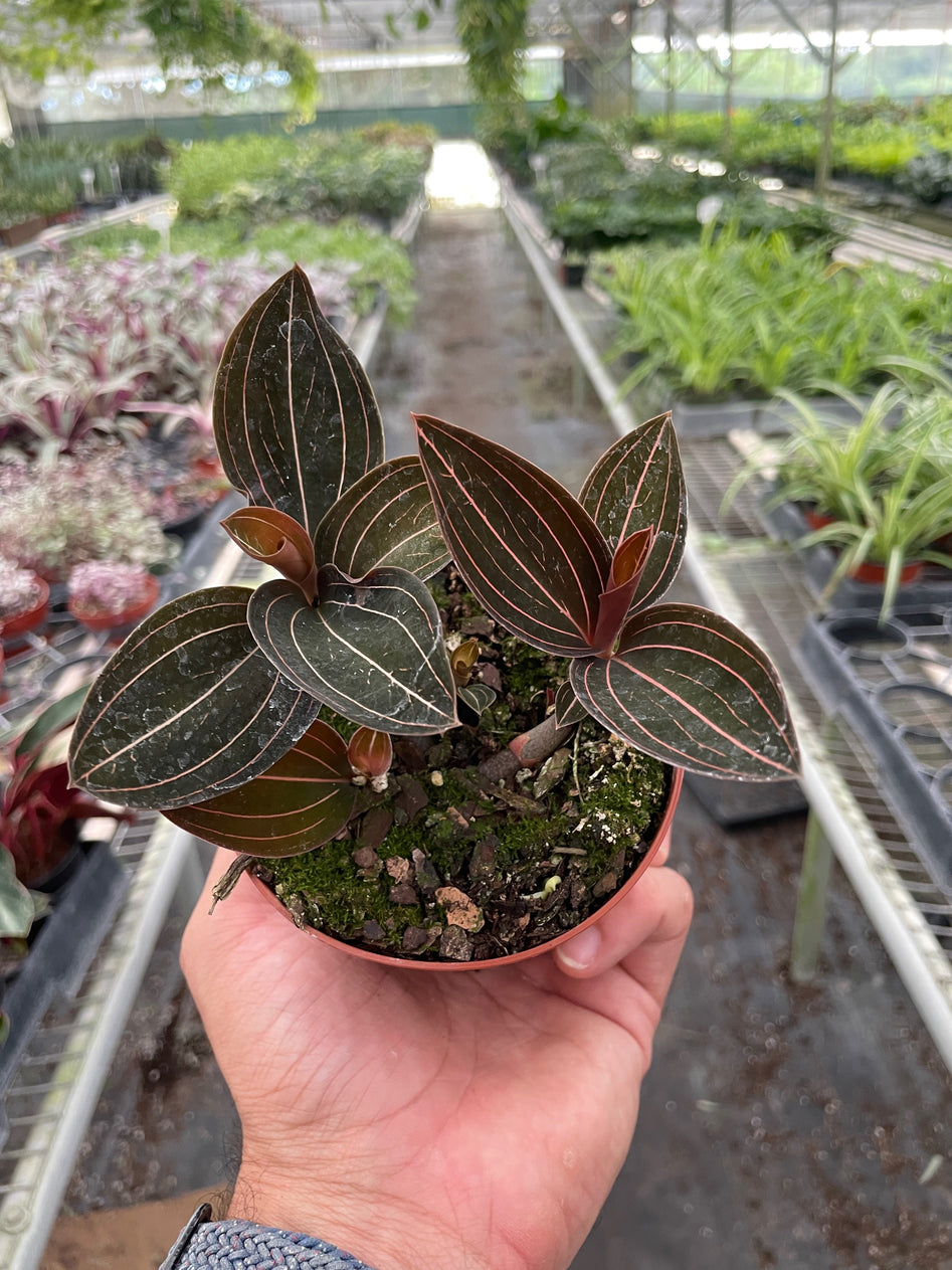 Jewel Orchid – Rare Velvety Foliage Plant | SunriseDaylas