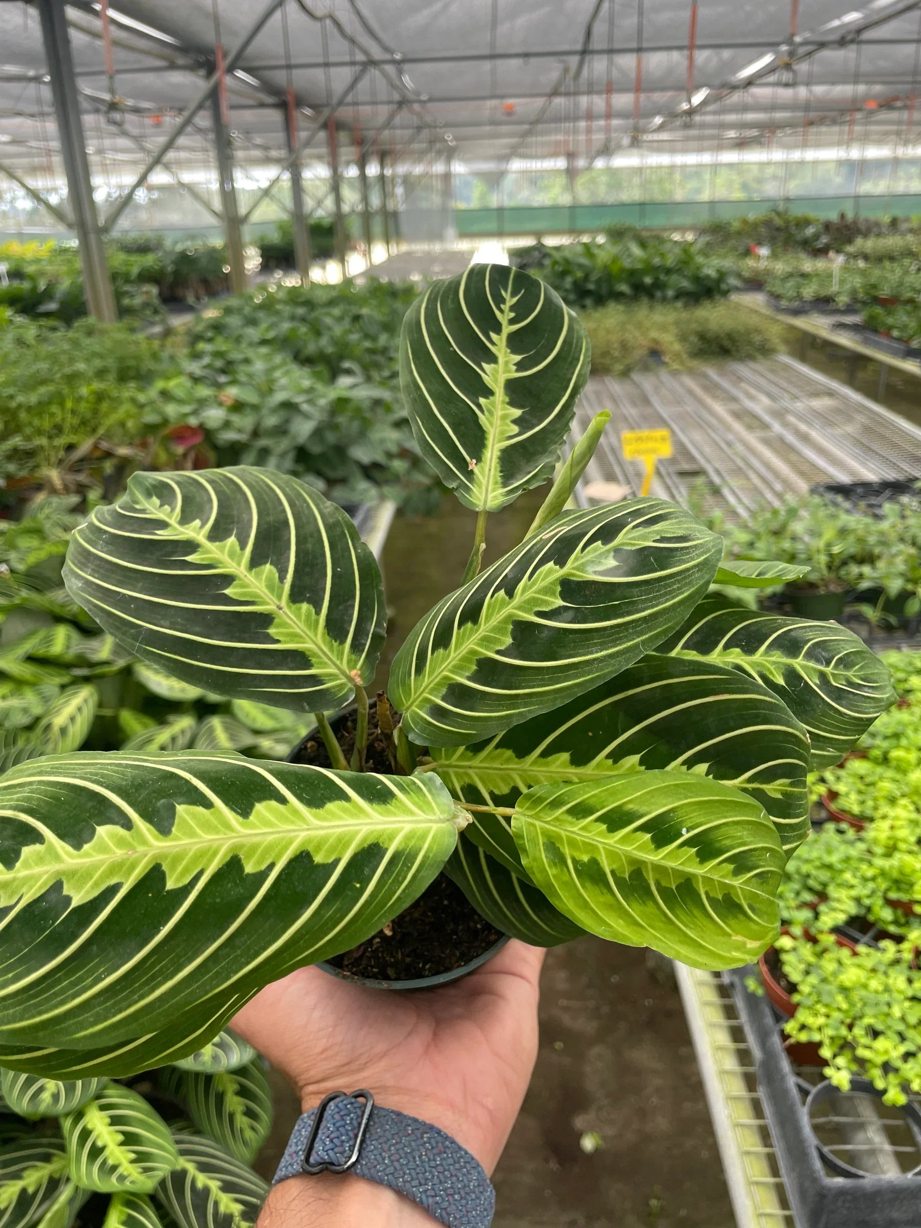 Lemon Lime Maranta – Prayer Plant Indoor Foliage | SunriseDaylas