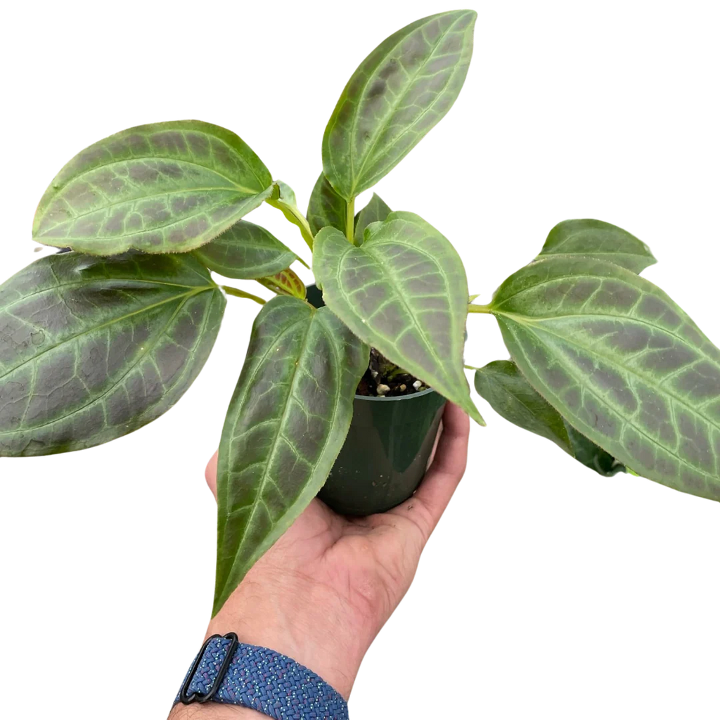 Rare Monolena Primuliflora – Flowering Tropical Plant | SunriseDaylas