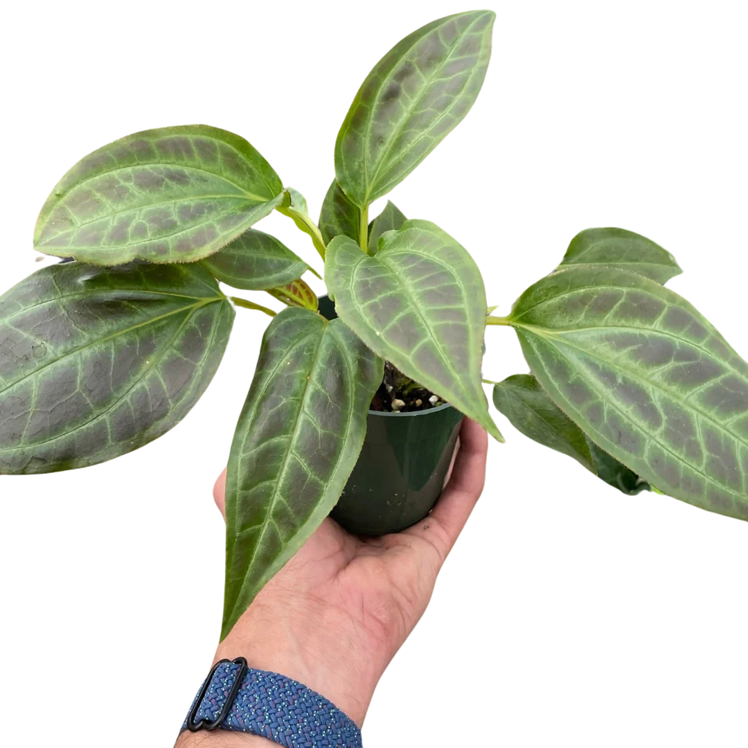 Rare Monolena Primuliflora – Flowering Tropical Plant | SunriseDaylas