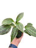 Rare Monolena Primuliflora – Flowering Tropical Plant | SunriseDaylas