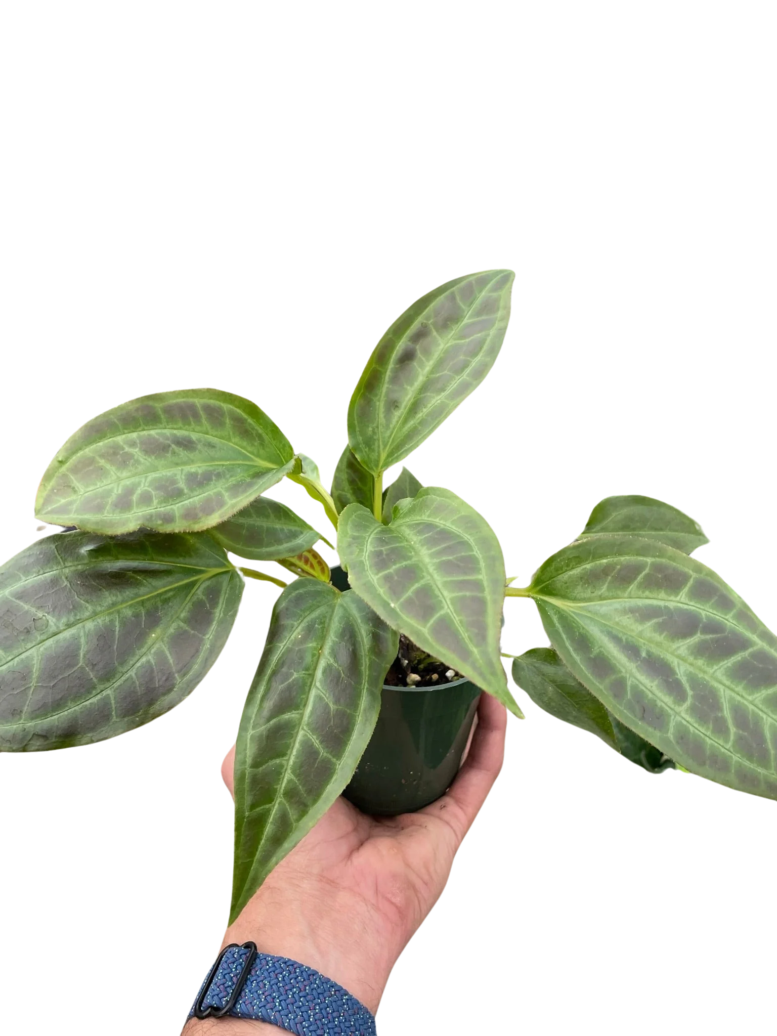 Rare Monolena Primuliflora – Flowering Tropical Plant | SunriseDaylas