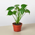 Swiss Cheese Plant – Tropical Statement Plant | SunriseDaylas