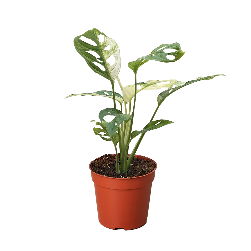 Rare Variegated Swiss Cheese Monstera | SunriseDaylas