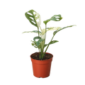 Rare Variegated Swiss Cheese Monstera | SunriseDaylas