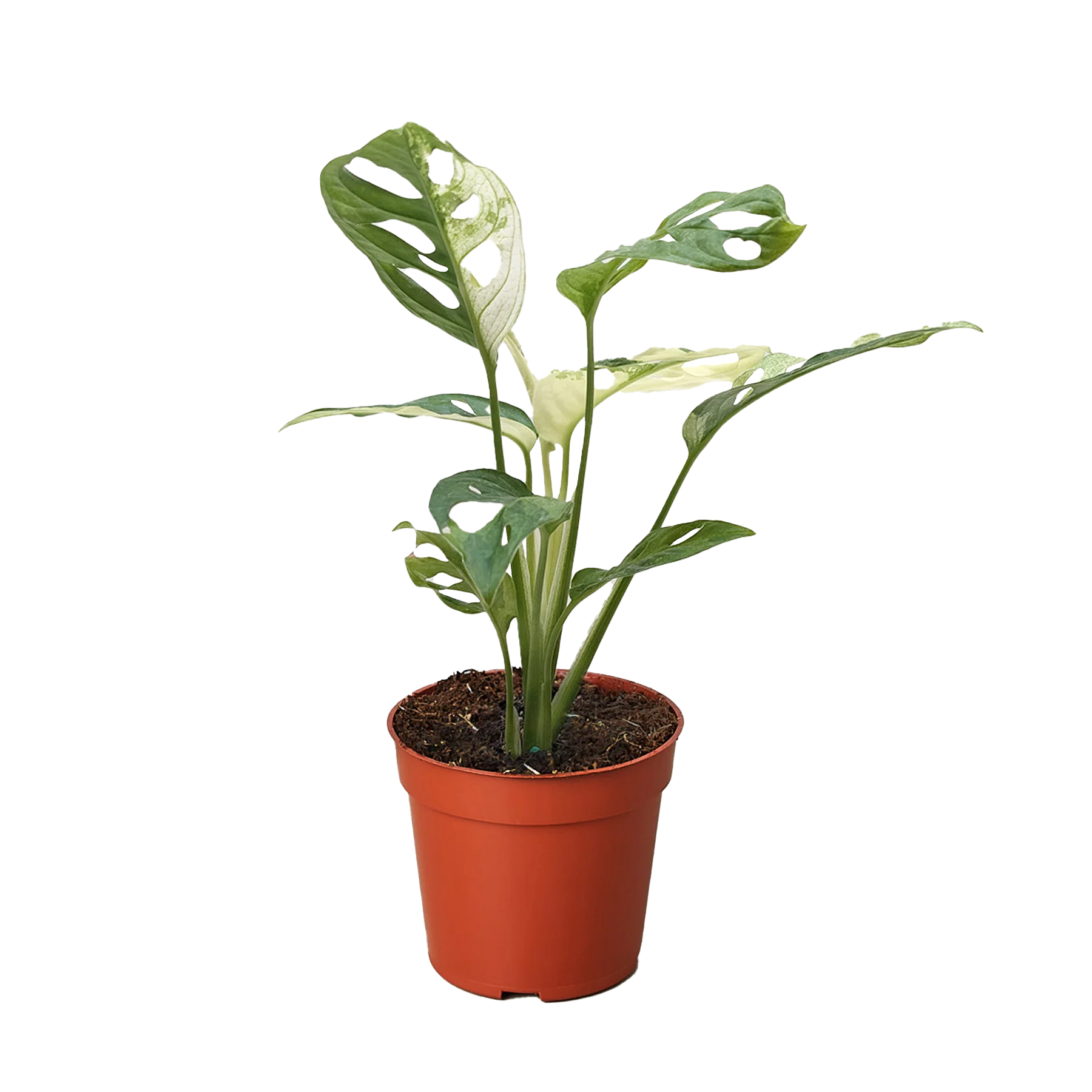 Rare Variegated Swiss Cheese Monstera | SunriseDaylas