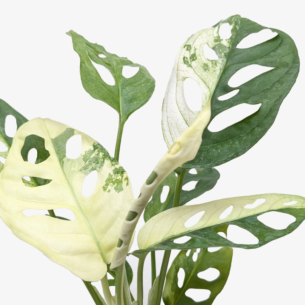 Rare Variegated Swiss Cheese Monstera | SunriseDaylas