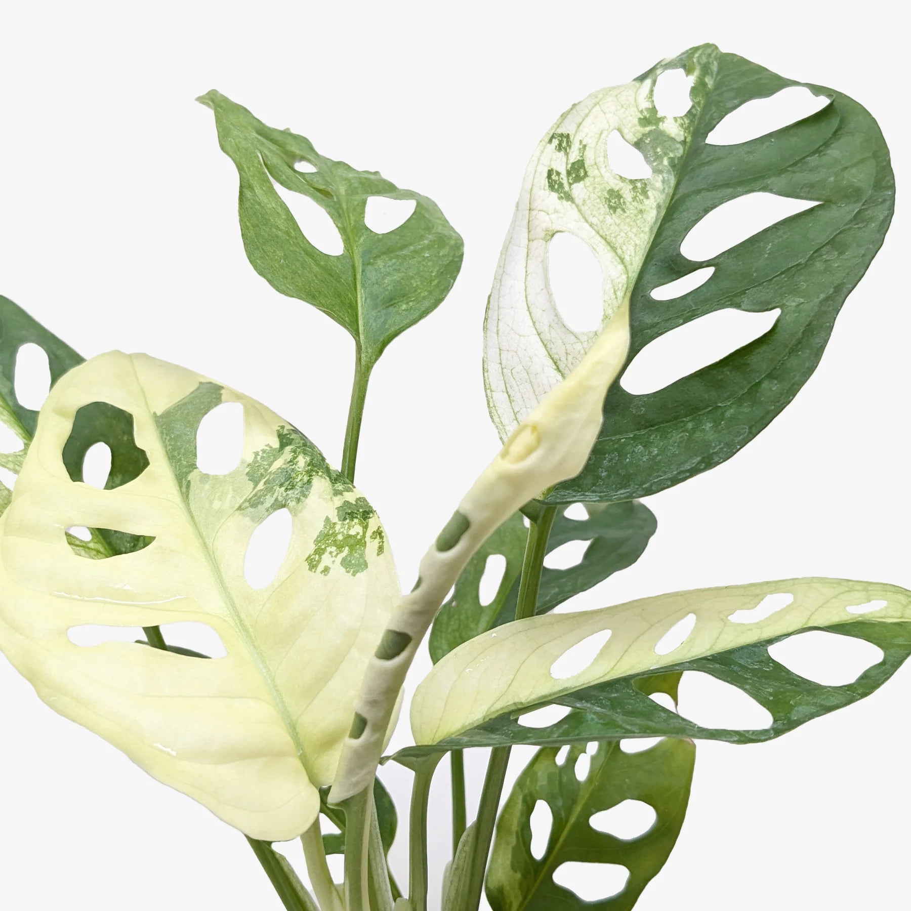 Rare Variegated Swiss Cheese Monstera | SunriseDaylas