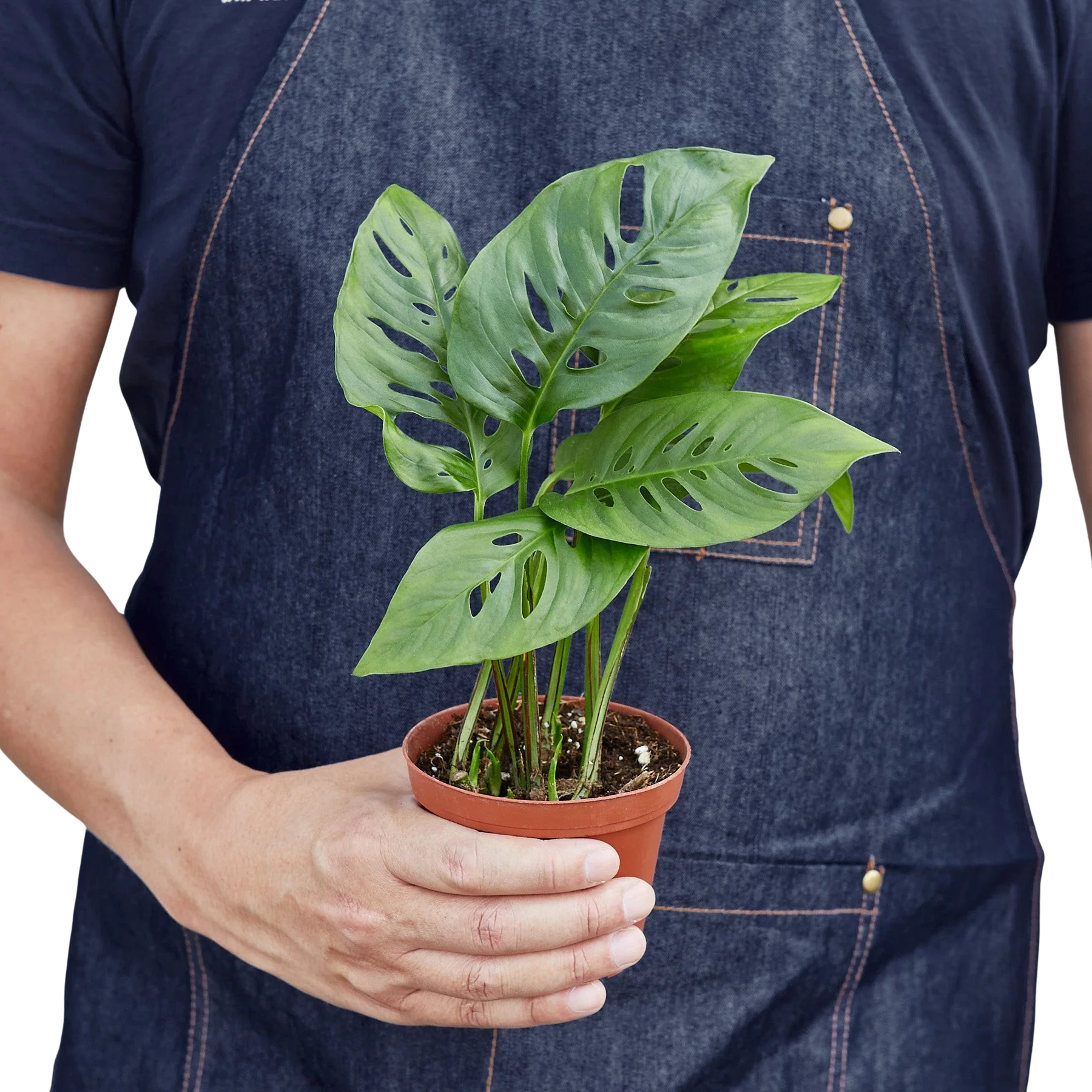 Monstera Adansonii – Swiss Cheese Vine Plant | SunriseDaylas