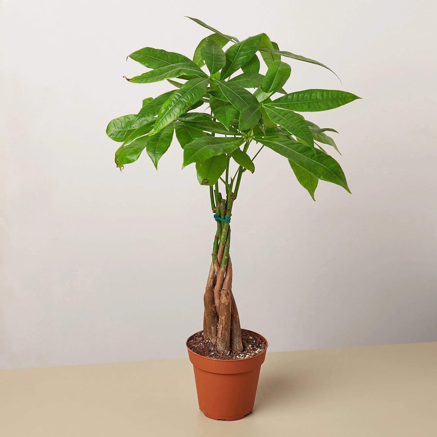 Money Tree Pachira Braid Live Indoor Plant | SunriseDaylas