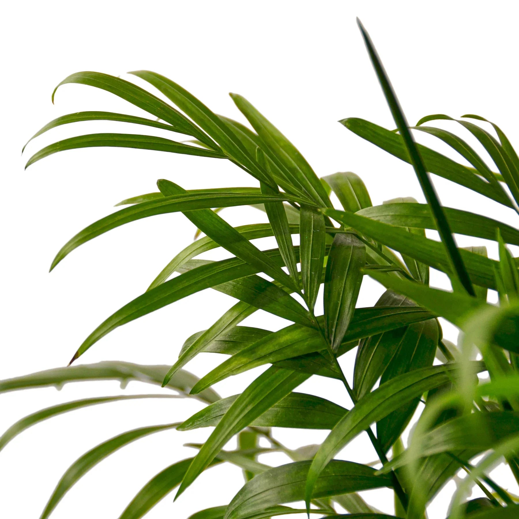 Parlor Palm Pet-Safe Live Indoor Plant