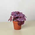 Ripple Red Peperomia – Compact Indoor Plant | SunriseDaylas