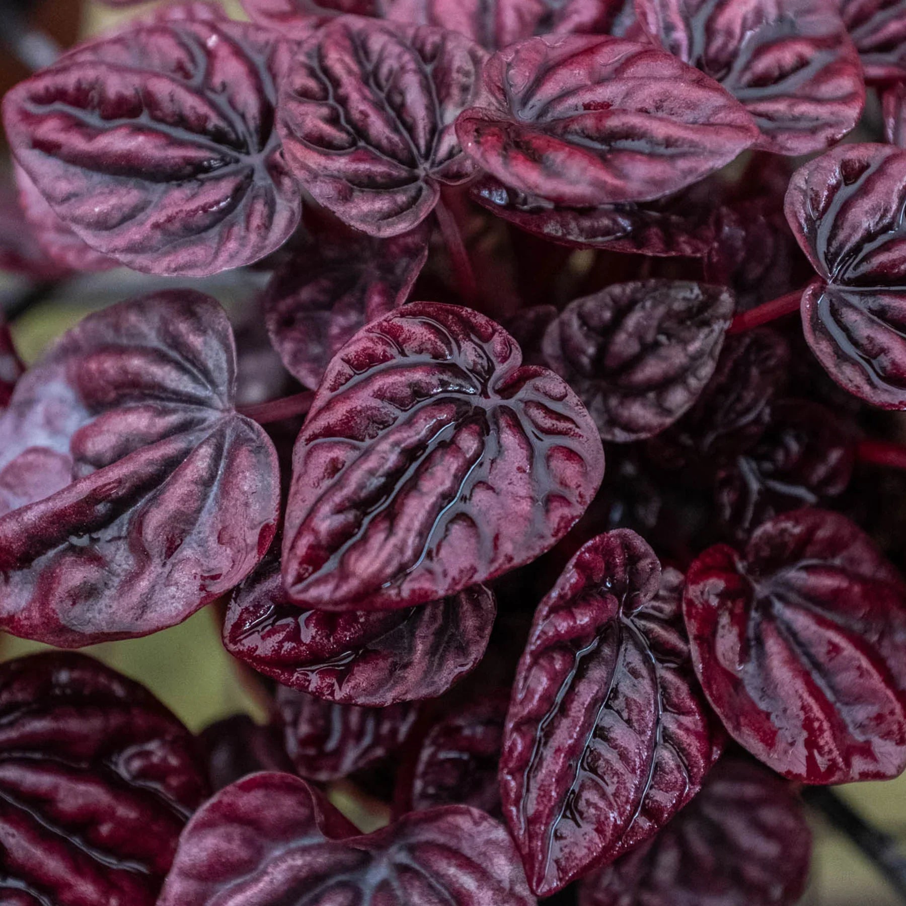 Ripple Red Peperomia – Compact Indoor Plant | SunriseDaylas