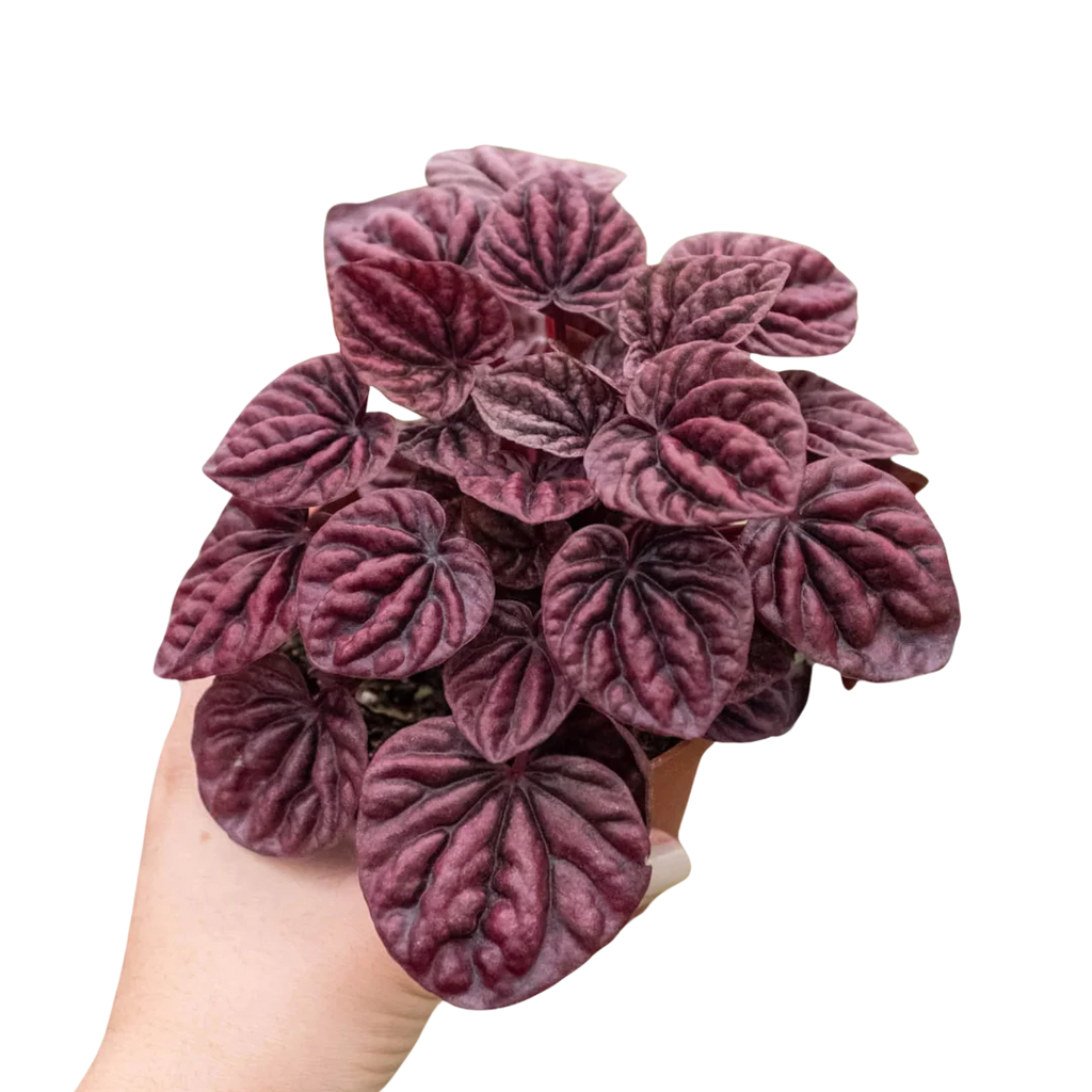 Ripple Red Peperomia – Compact Indoor Plant | SunriseDaylas