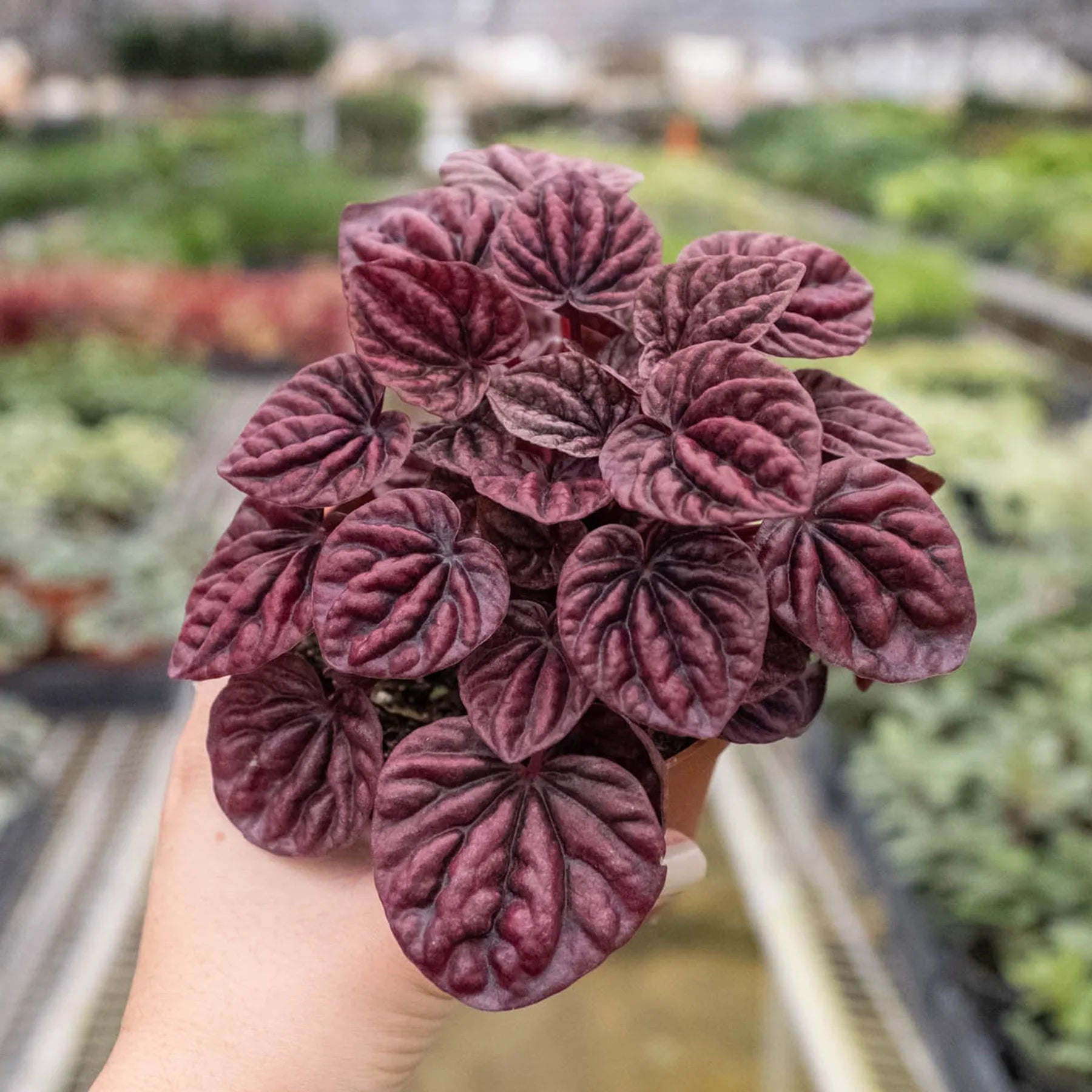 Ripple Red Peperomia – Compact Indoor Plant | SunriseDaylas