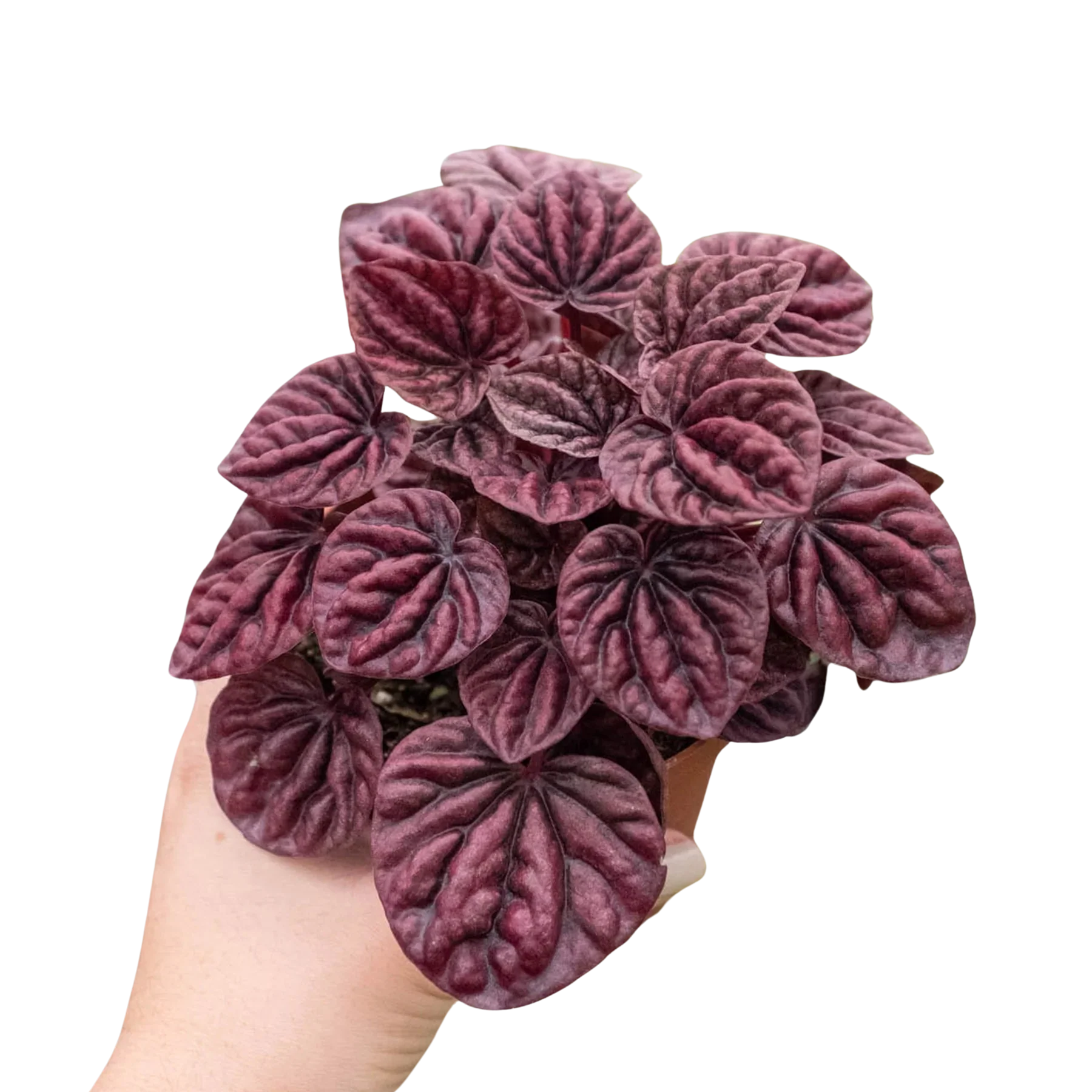 Ripple Red Peperomia – Compact Indoor Plant | SunriseDaylas