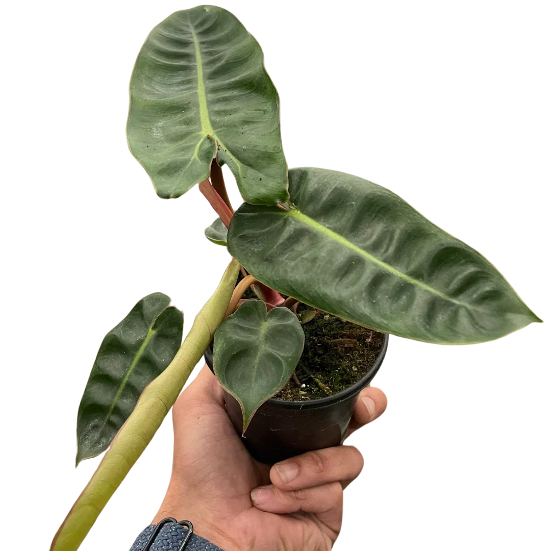 Rare Philodendron Billietiae – Collector Plant | SunriseDaylas
