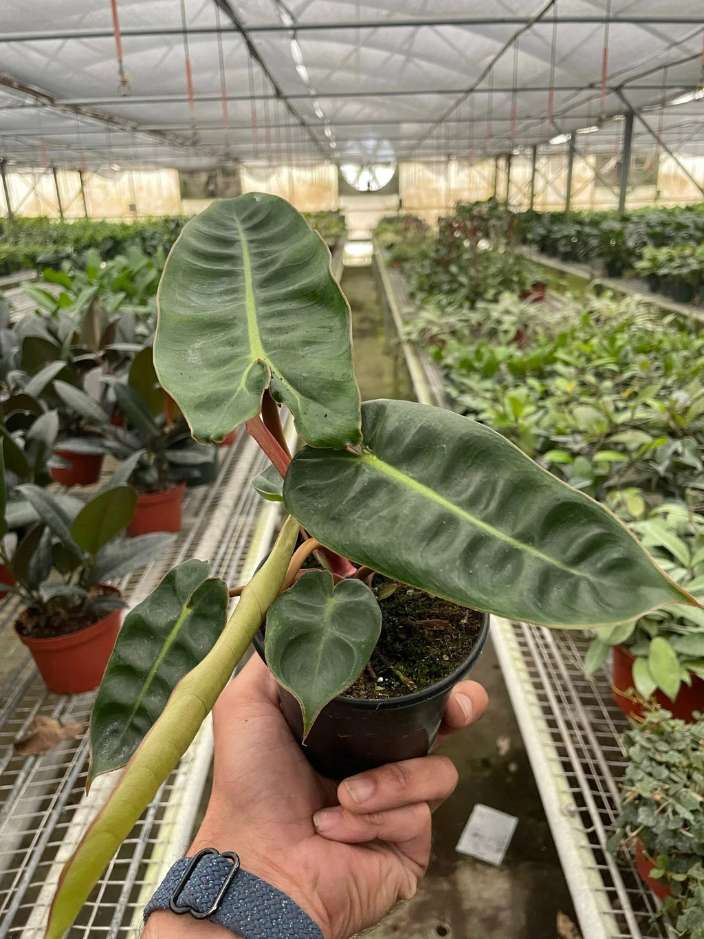 Rare Philodendron Billietiae – Collector Plant | SunriseDaylas