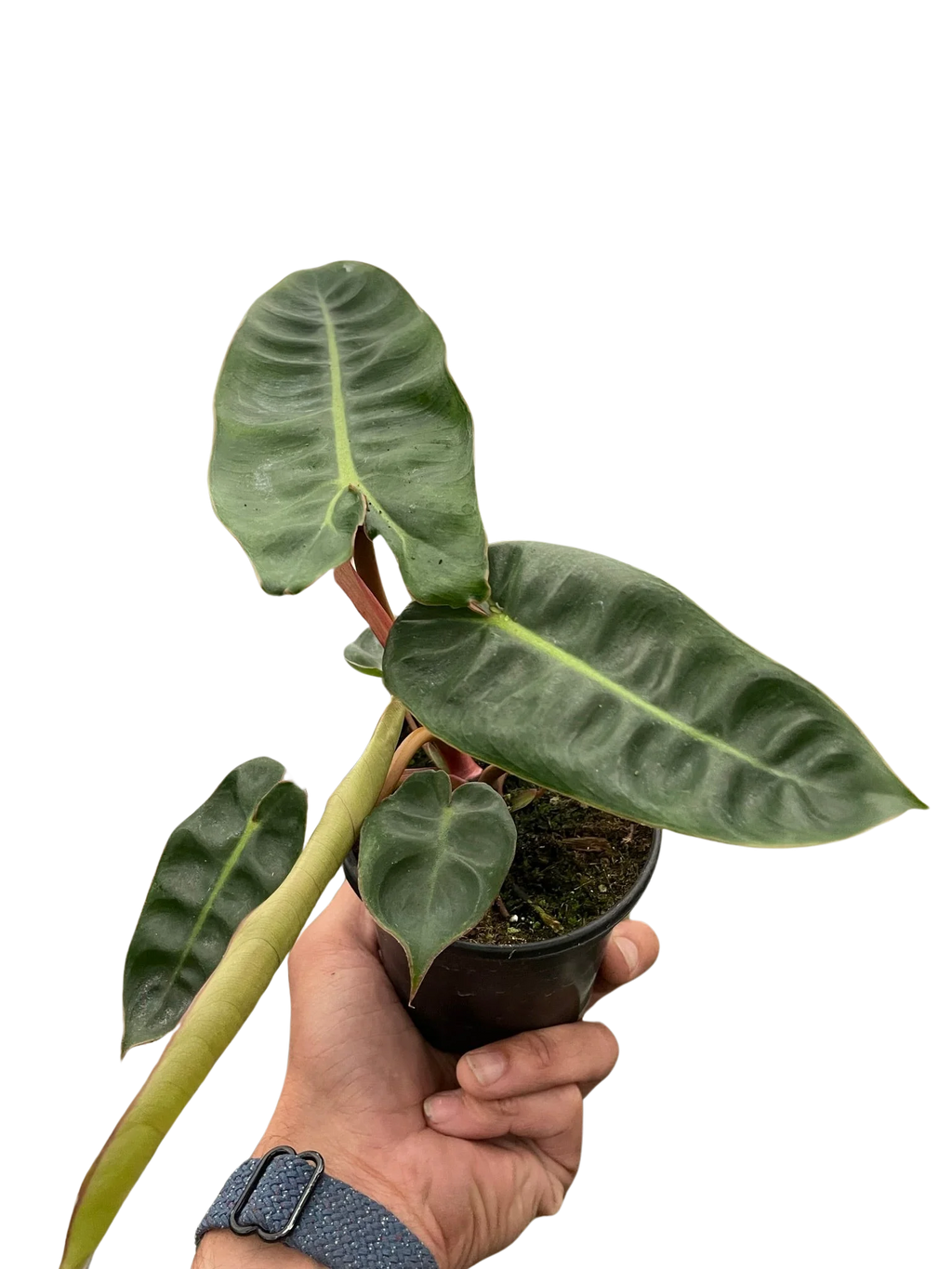 Rare Philodendron Billietiae – Collector Plant | SunriseDaylas